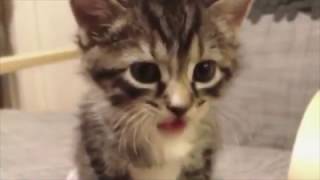 One minute of kitten cuteness!