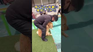 飛び込み台から離れない💦#両足人工股関節 のゴールデンレトリバー#先天性股関節形成不全 #goldenretriever #starts