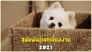 5 สุนัขพันธุ์เล็ก เลี้ยงง่าย (2021)