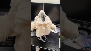 Mashallah Very cute birds playing with coins part 02 #shorts #short #birds #parrot #animals #pets