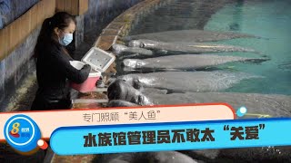 【酷工一族】专门照顾“美人鱼” 水族馆管理员不敢太“关爱”