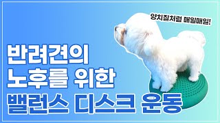 반려견의 노후를 위한 밸런스 디스크 운동