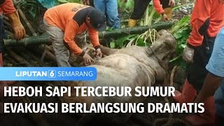 Heboh! Sapi Tercebur Sumur, Evakuasi Berlangsung Dramatis | Liputan 6 Semarang