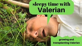 Growing and Transplanting Valerian