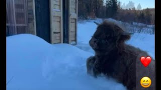 Windchill - Taking care of Highland cows plus an attempted escape!