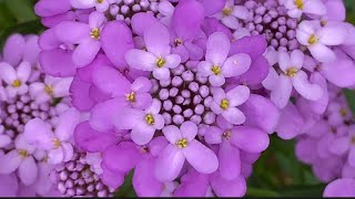 伞形屈曲花 Iberis umbellata