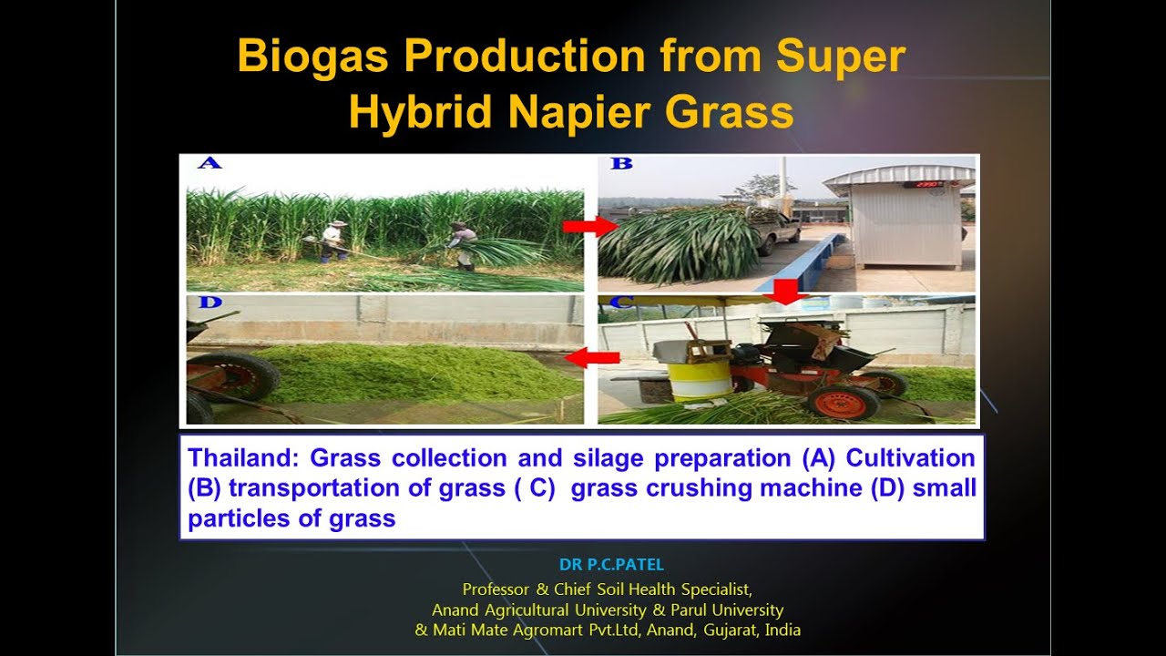 Biogas Production From Super Hybrid Napier Grass - Dr. P. C. Patel ...