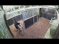 Okapi bevalt voor de camera in Diergaarde Blijdorp Rotterdam