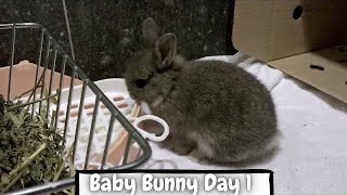 Baby Netherland Dwarf Bunny First Day At Home [1]