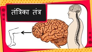 विज्ञान -मानव शरीर का तंत्रिका तंत्र - हिंदी