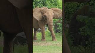 Baby 🐘 Elephant Flapping Its Ears