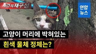 '구조 시급한데'…고양이 머리에 박힌 뾰족한 물체 / 연합뉴스 (Yonhapnews)