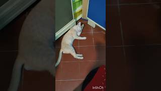 சொகுசு ரொம்ப சீன் போடுறான் 😄#cat #trending