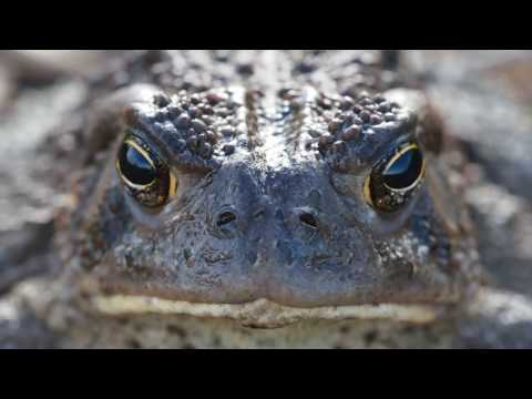 How do frogs survive in water?