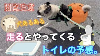 【パグ散歩】走っていると腸の運動が促され、突然トイレをもよおすパグ犬リク pug dog