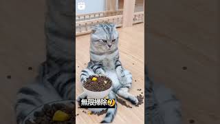 オッサン顔の猫　無表情で無限掃除中♪