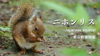 ニホンリス：東山動植物園　#生態解説