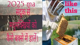 how to capture of bee Swarm !!! मधुमक्खी को बॉक्स में कैसे डाले beekeeping / Himalayan Beekepers