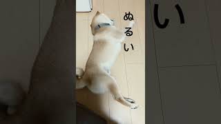 【ヌルいわぁ🐕】むさしと戯れ合う主#shorts#柴犬#しばいぬ#dog#shiba#shibainucoin