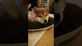 柴犬友梨(ゆり)お迎え３日目。早くもリラックス。Shibainu Puppy