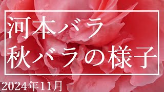 減農薬でバラ栽培【河本バラの秋の様子と、今年一年間を振り返る】2024年11月