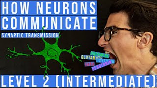 Synaptic Transmission and The Synapse (Level 2 Intermediate)