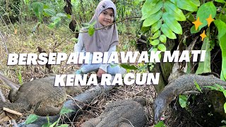 Bergelimpangan biawak kena racun😩