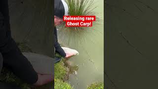 Releasing a 2lb rare Ghost Carp!