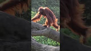 紅毛猩猩Bornean Orangutan/Taipei Zoo