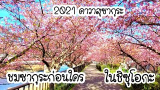 ชมซากุระก่อนใคร ในชิซูโอกะ คาวาสุซากุระ ปี 2021 @AnchangChannel