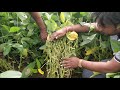 demonstration on bbf planter in soybean by kvk adilabad