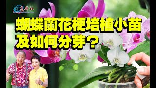 Phalaenopsis pedicels cultivate seedlings, and how to sprout?