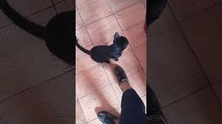 #gato,trágico vejam o que essa gata faz com a dona...