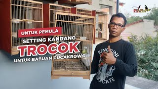 SETTING KANDANG TROCOK UNTUK BABUAN CUCAKROWO| UNTUK PEMULA