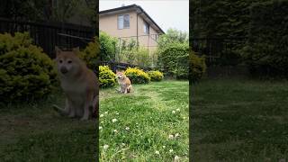 遊びの途中 ちょっとおしり痒いの🍑な柴犬　#柴犬#おもしろ #shorts#shortvideo #youtubeshorts