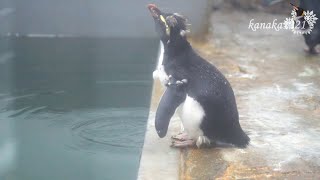 旭山動物園 イワトビペンギン18番ゴクゴク水を飲む-Rockhopper penguin#18