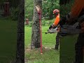 stalpen and stihl ms500i in action cutting a birch tree down