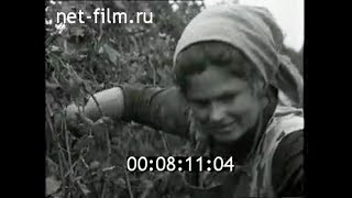 1972г. совхоз- завод Чумай Вулканештский район Молдавия