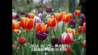 2024.士林官邸鬱金香(花系列)02.25 -橫式照片