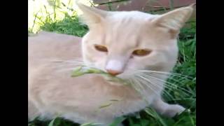 Is he really eating grass!