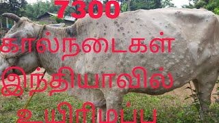 பசுக்களை பாதிக்கும் தோல் கழலை நோய். 7300 கால்நடைகள் இந்தியாவில் உயிரிழப்பு.