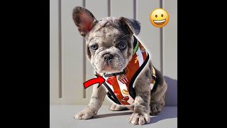 Frenchie Dog Health Harnesses and Leashes