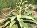 Plant portrait - Common mullein (Verbascum thapsus)