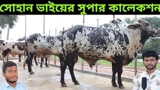 সোহান ভাইয়ের সুপার কালেকশন | শাহীওয়াল সহ ব্যতিক্রমি সব কুরবানীর গরু | Tanvir dairy farm new video