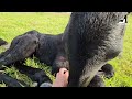 newborn foal 😍 a big surprise in the pasture friesian horses