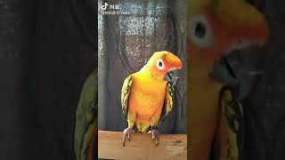 Conure Parrot Dancing 金太阳 『超有动感的 Lambo 蓝宝』EP4