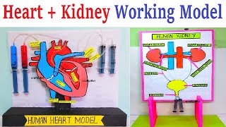 human heart and kidney working model for science project exhibition using syringes |  craftpiller