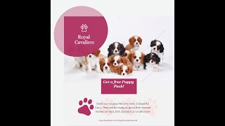 SHOW QUALITY CAVALIER KING CHARLES PUPS