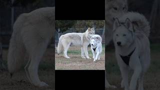 Size difference between a wolf and a husky #wolf #husky #dog #dogshorts #pets #animals