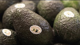 California Avocados – History, Growers and Culture